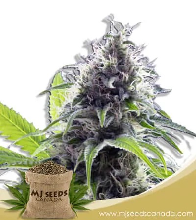 Hawaiian Fire Strain Autoflowering Marijuana Seeds