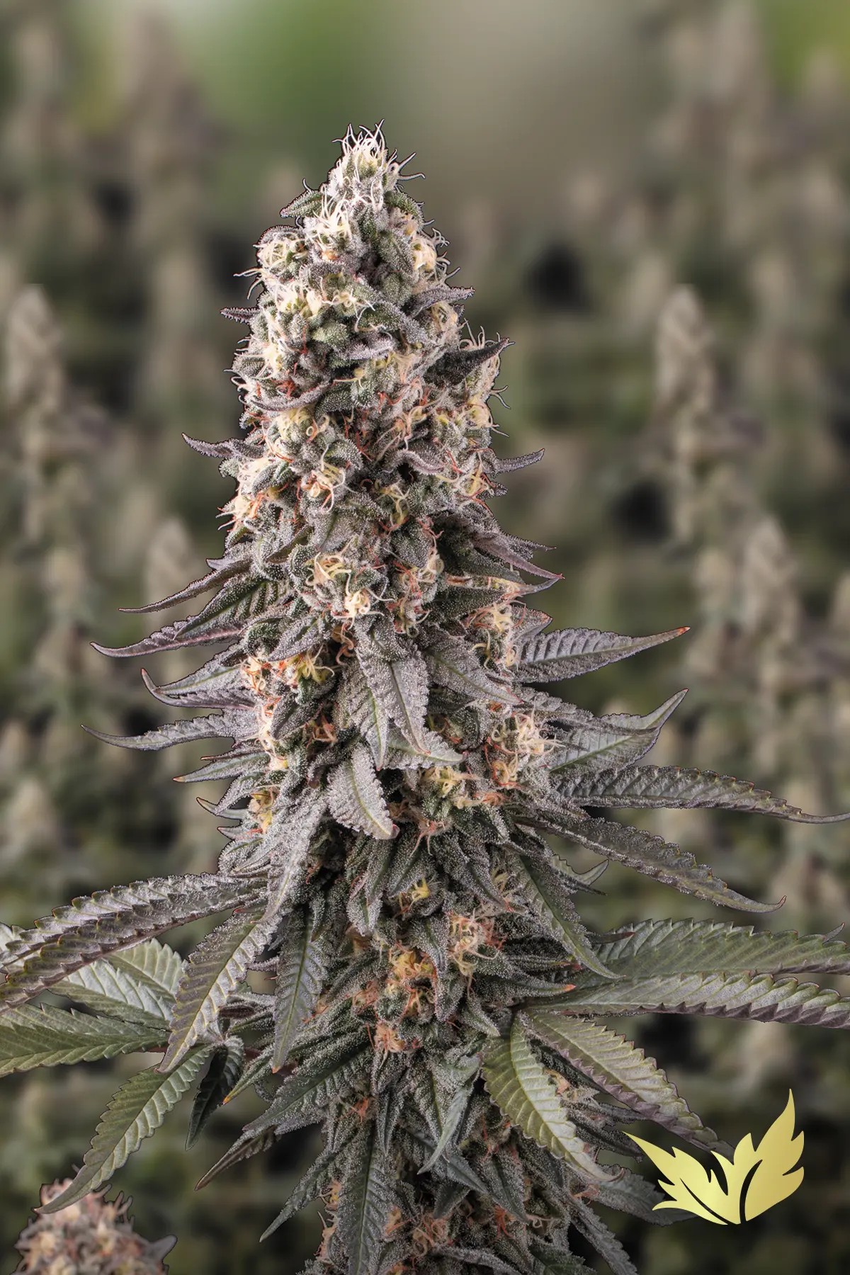 El Dorado OG