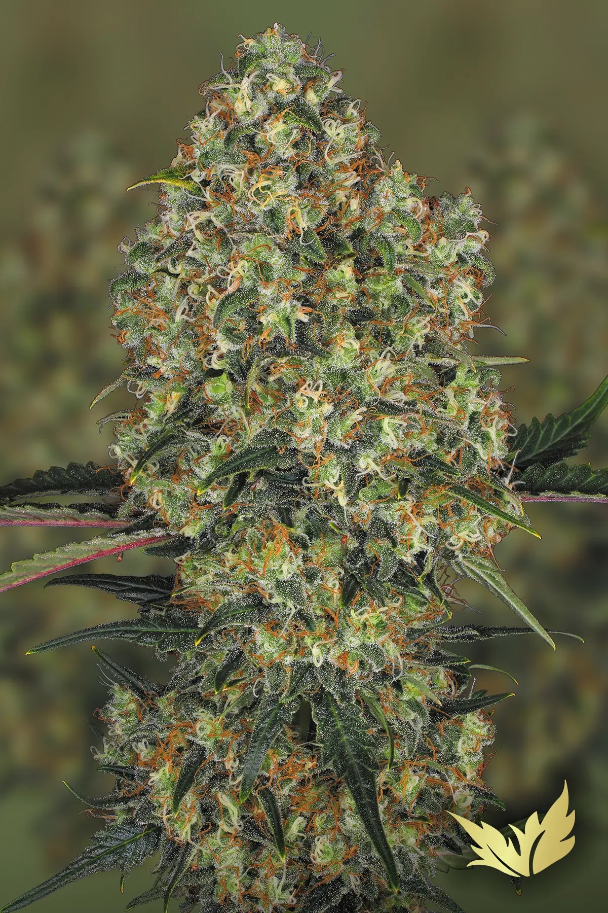 LA. Amnesia