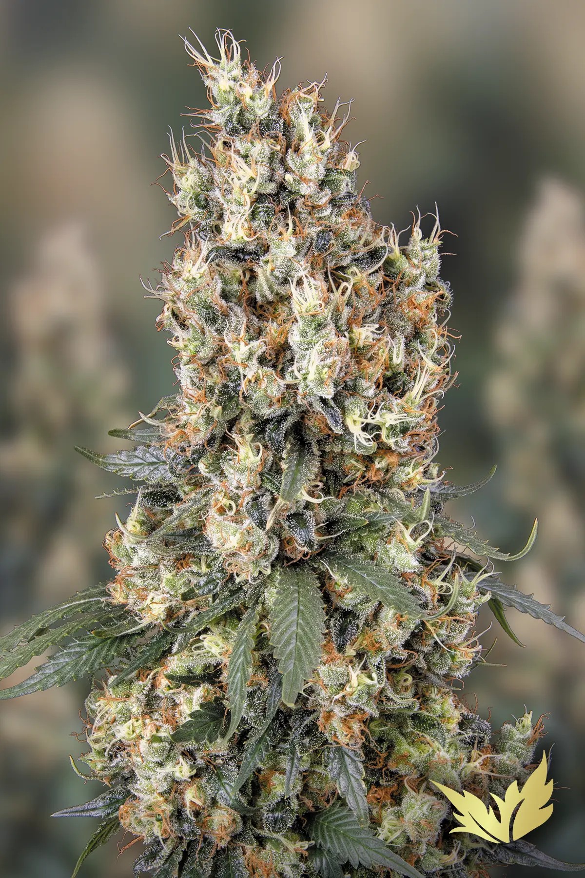 Mendocino Skunk