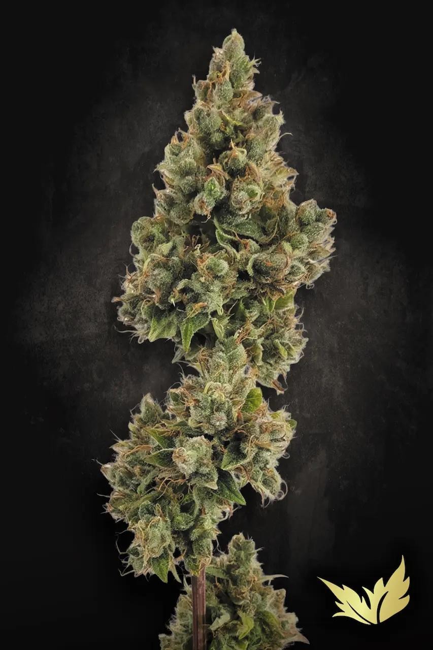 Auto Jack