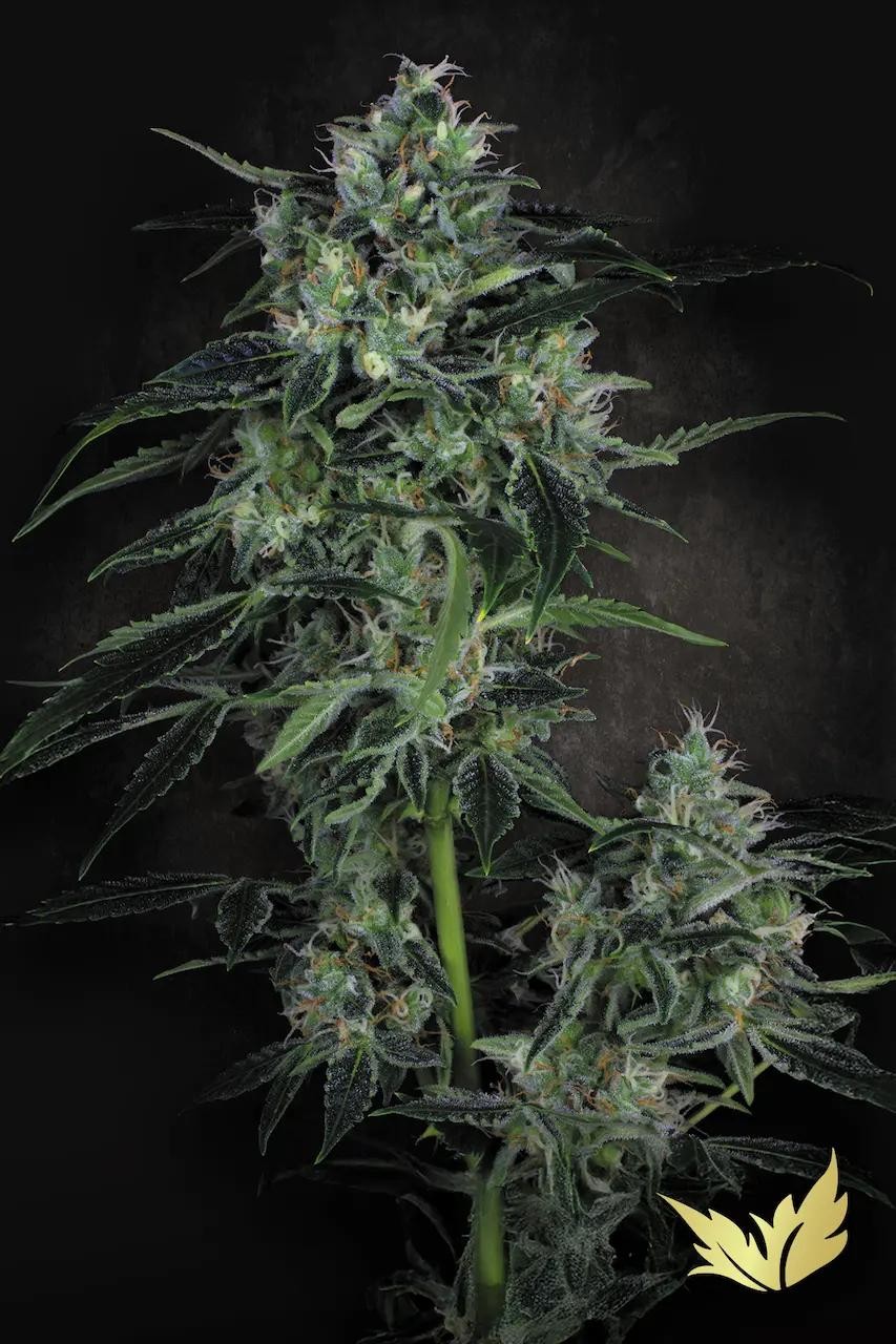 Auto White Berry