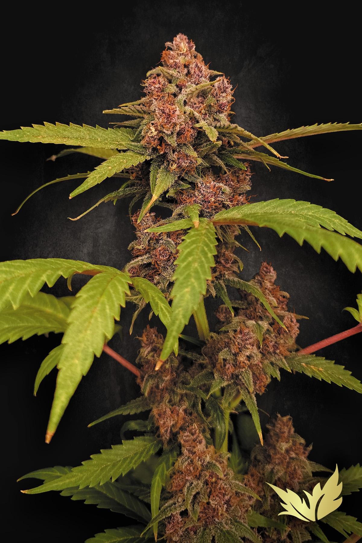 Banana Purple Auto