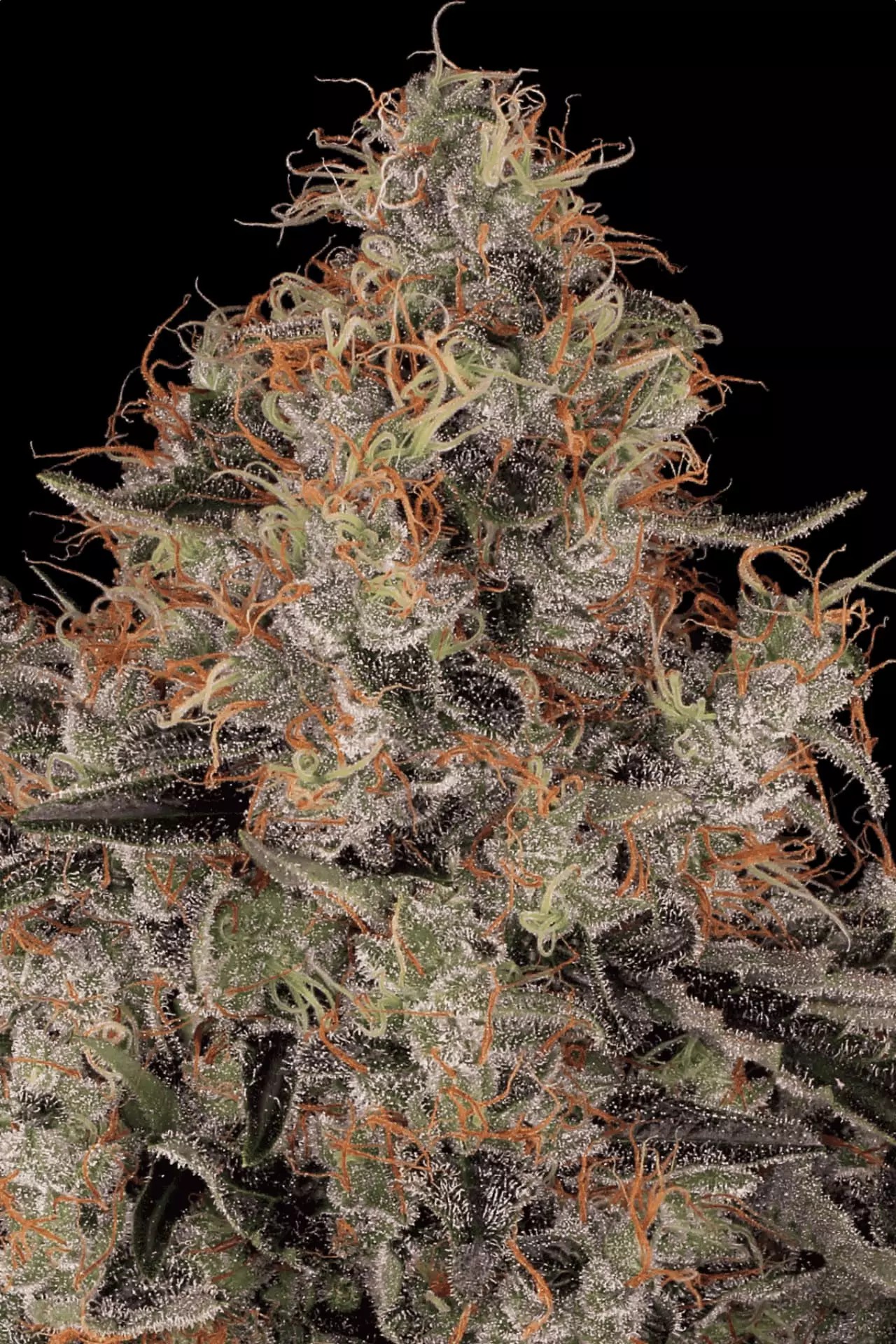 Blue Kush Berry