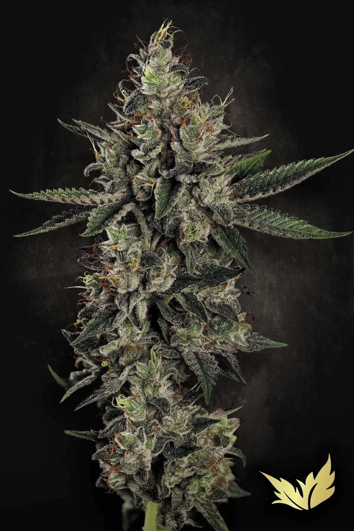 Candy Breath