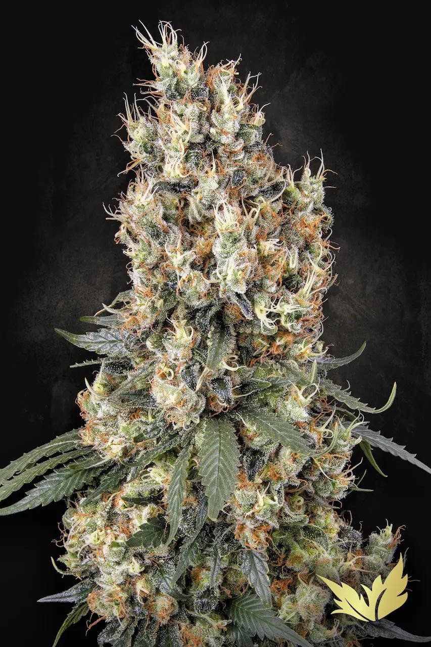 Mendocino Skunk