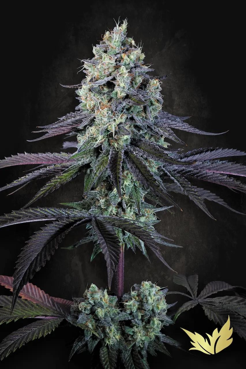 Purple Mints