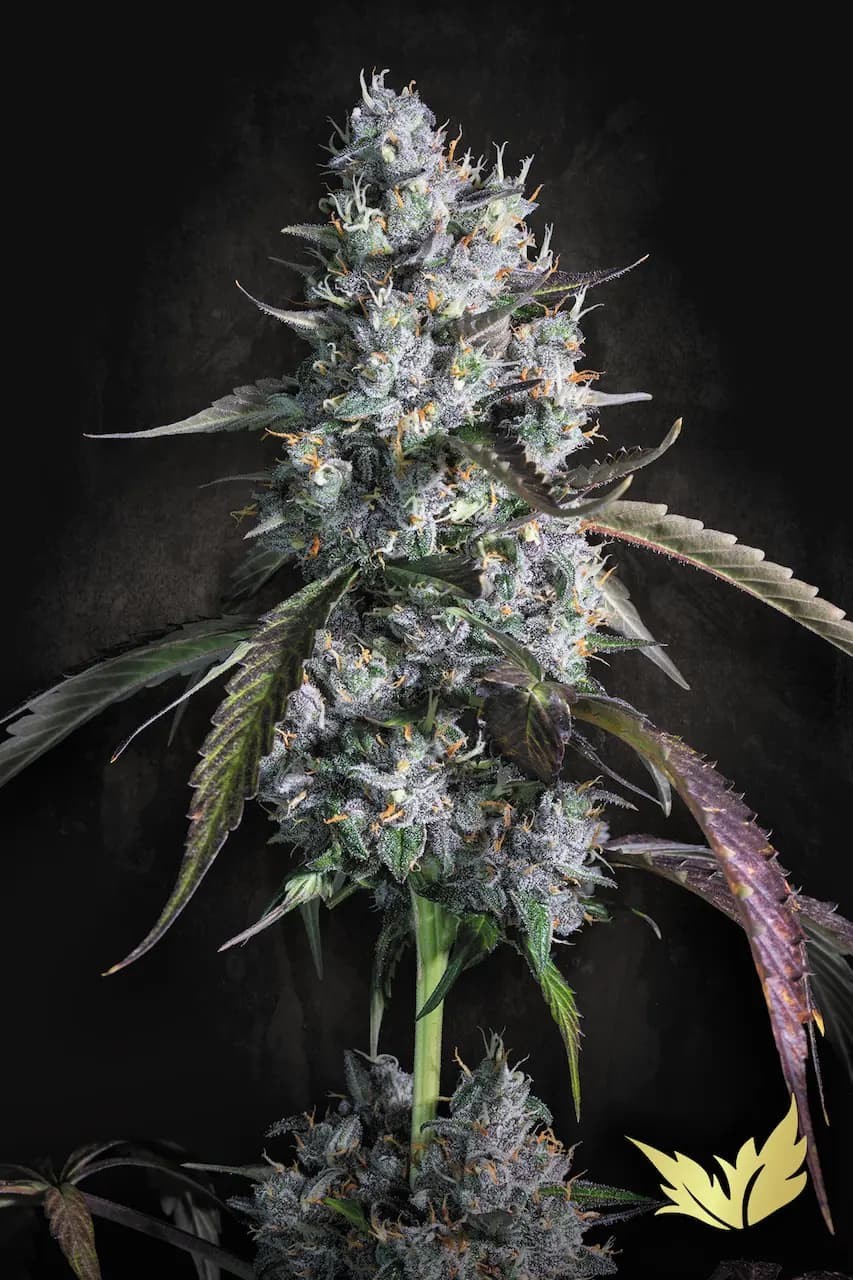 Red Velvet Auto