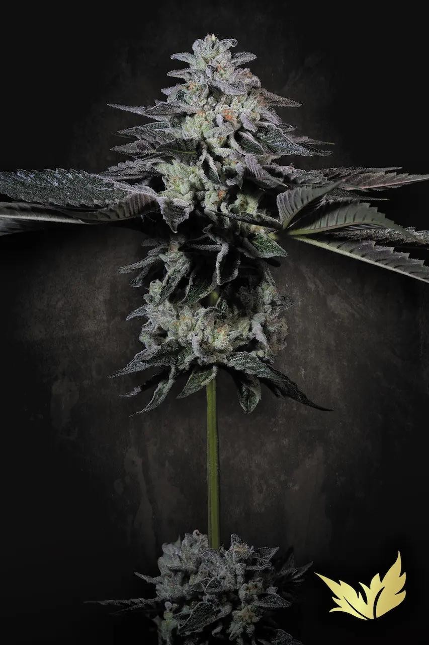 Tropicana Crush