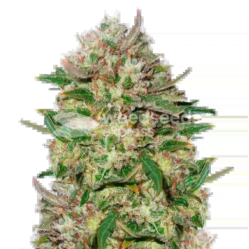 24K Gold Seeds