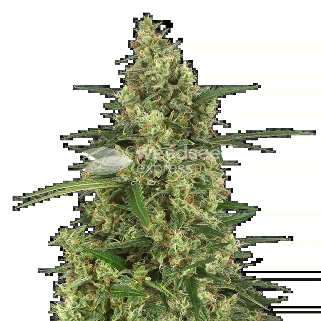 9 Pound Hammer Seeds