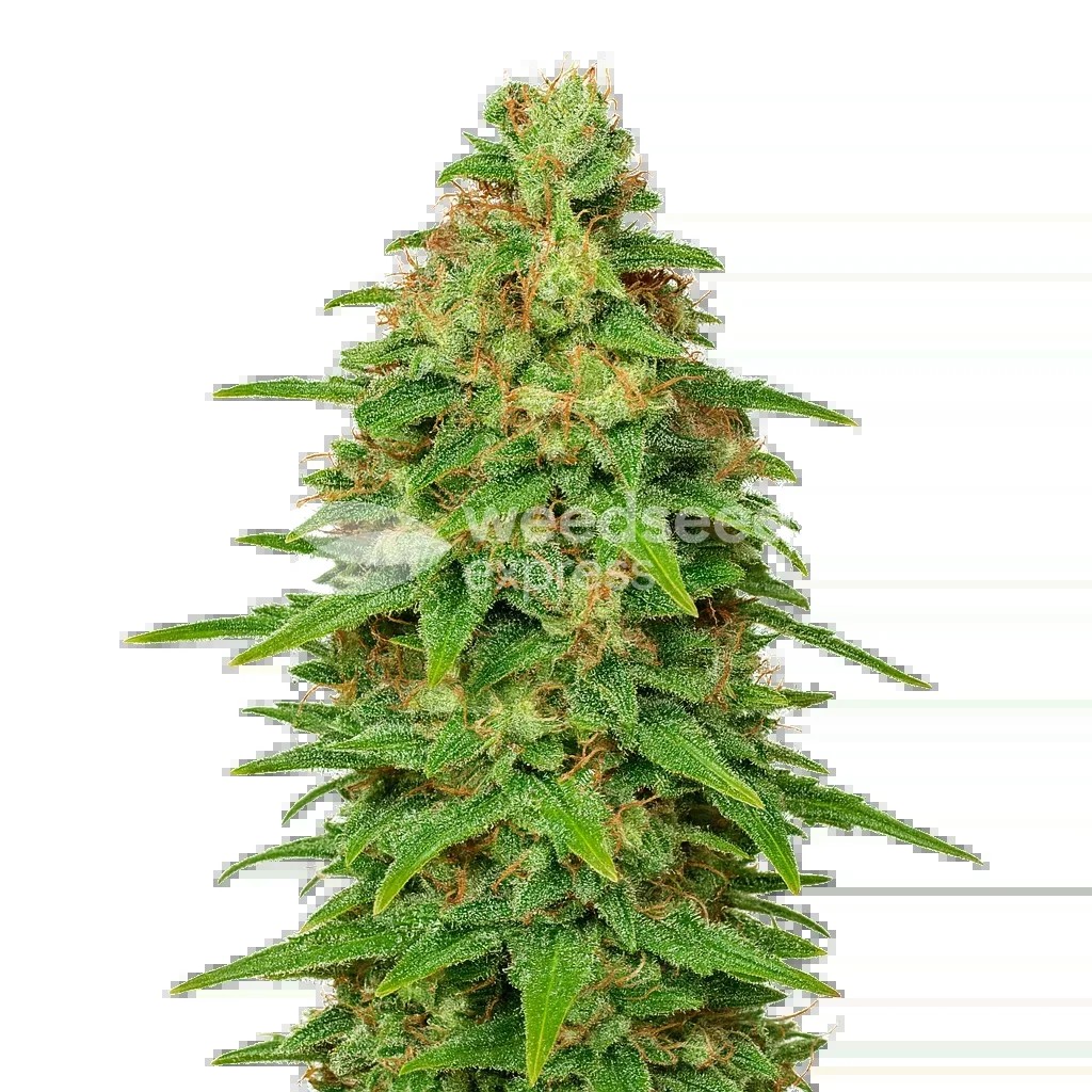 ACDC Auto Seeds