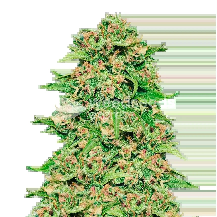 ACDC Seeds