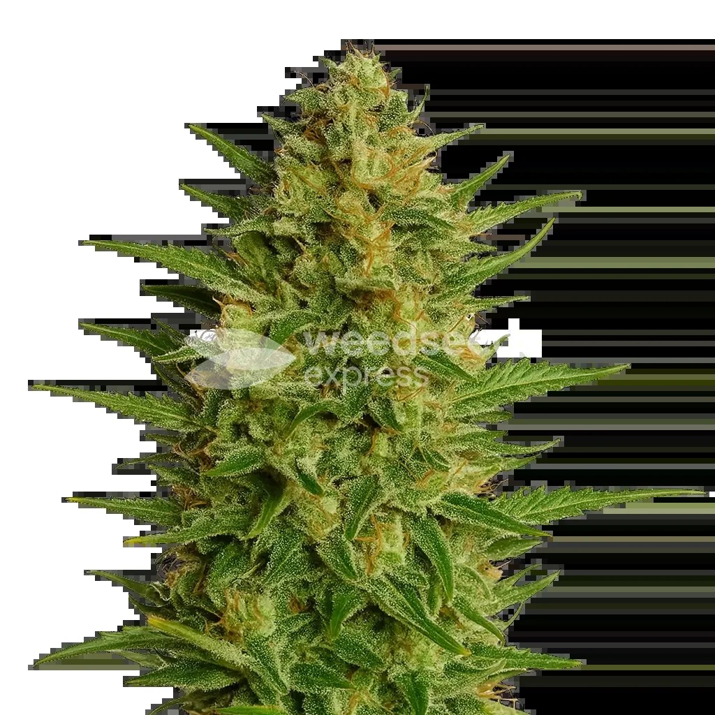 AK-47 Auto Seeds