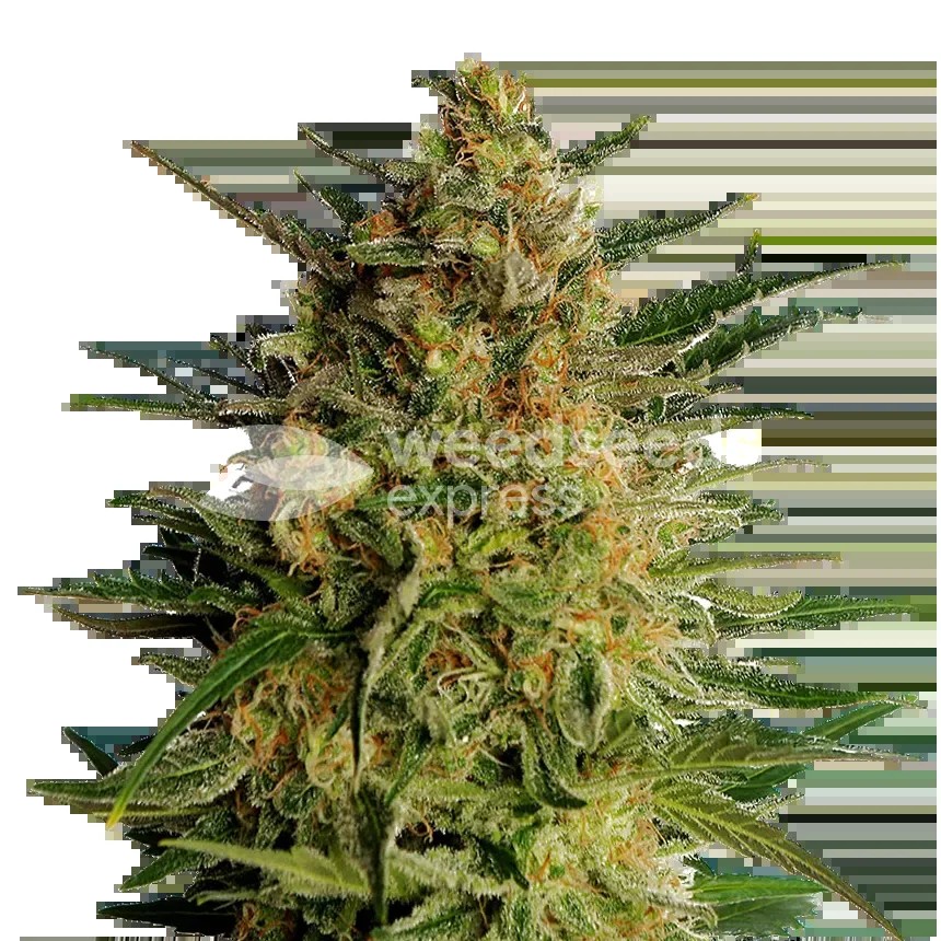 AK-47 Seeds
