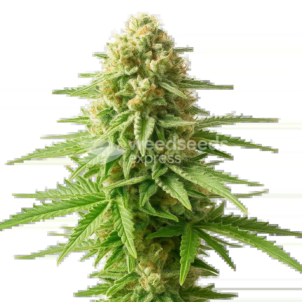 AK-48 Auto Seeds