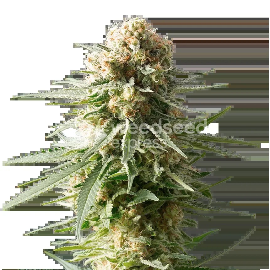 AK-48 Seeds