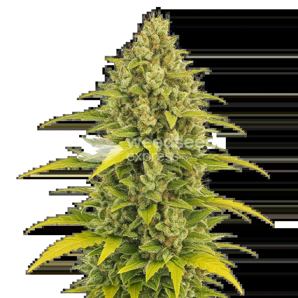 Acapulco Gold Auto Seeds