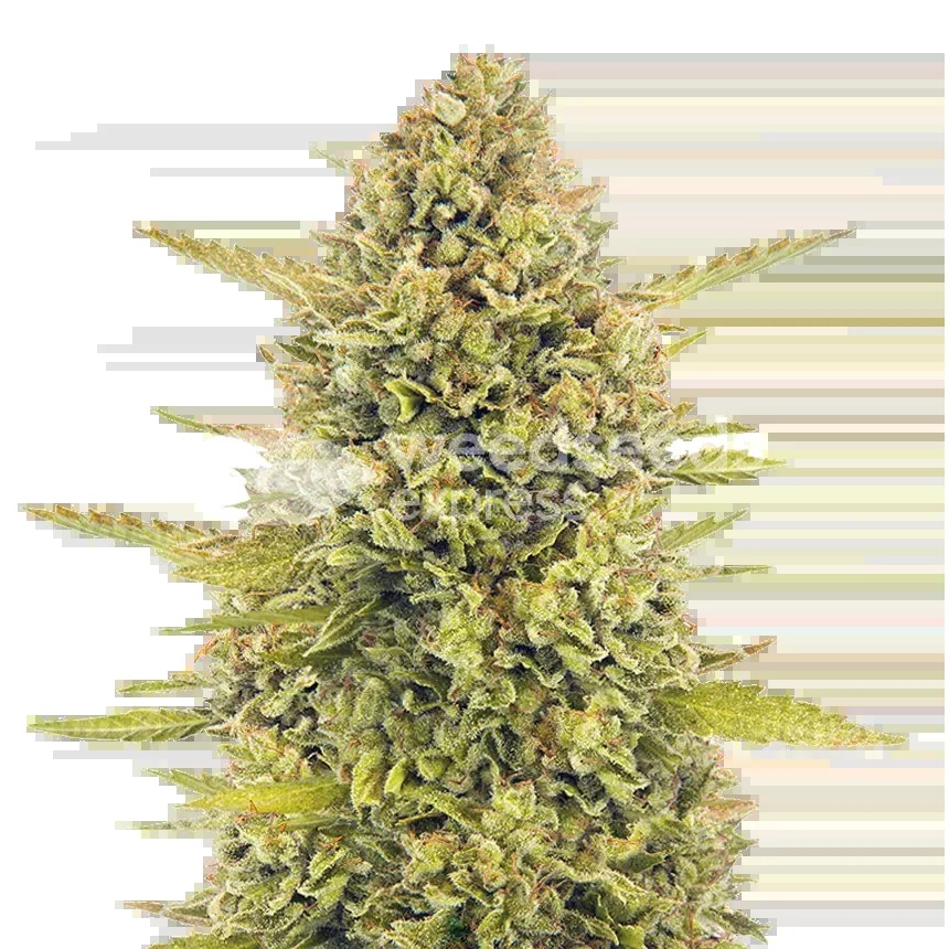 Acapulco Gold Seeds