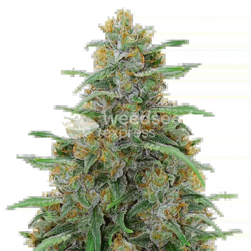 Adrenaline OG Seeds