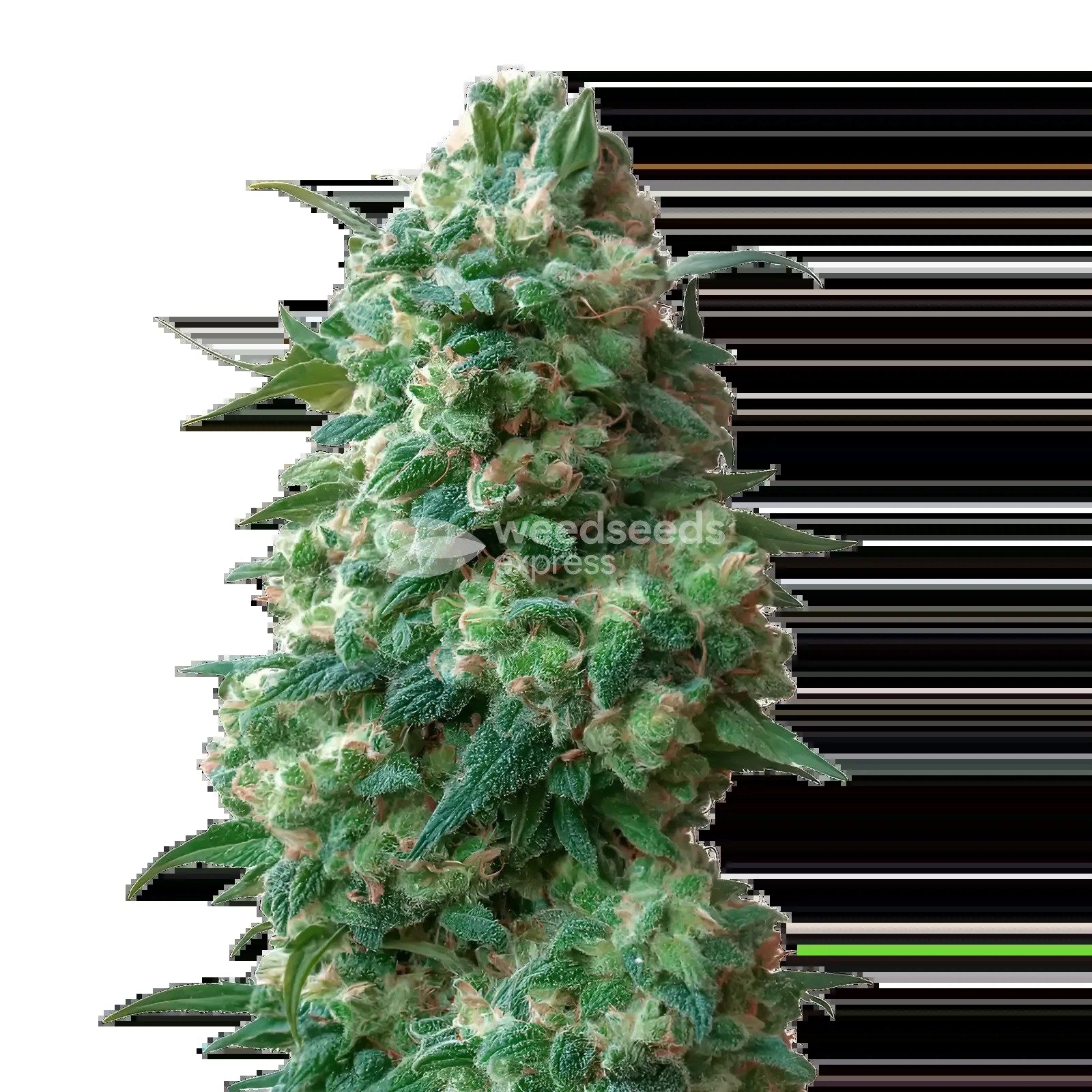 Afghan Kush Seeds