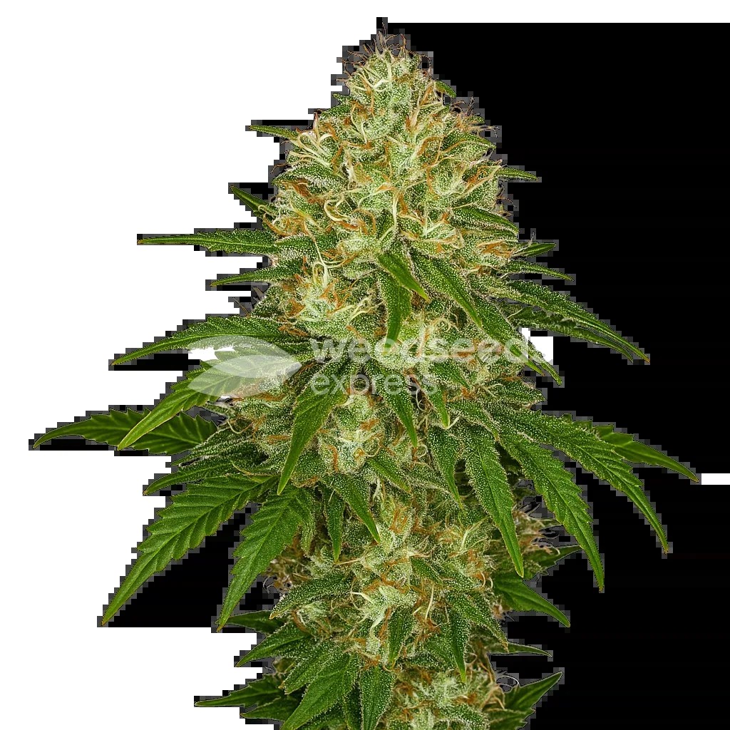 Afghani Auto Seeds