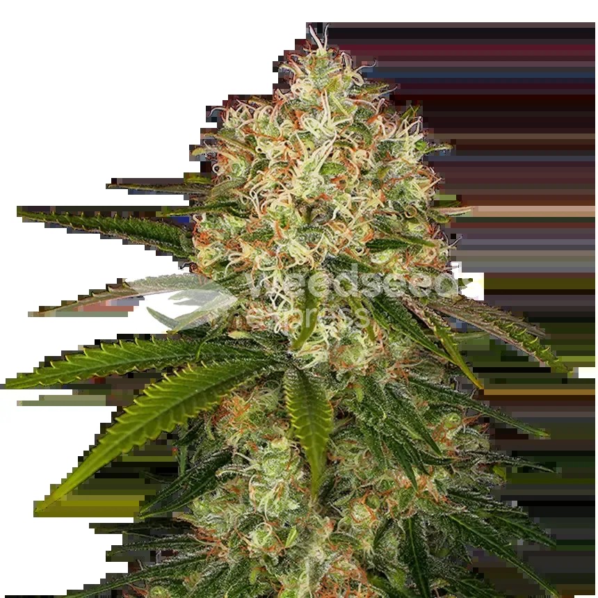 Afghani Seeds