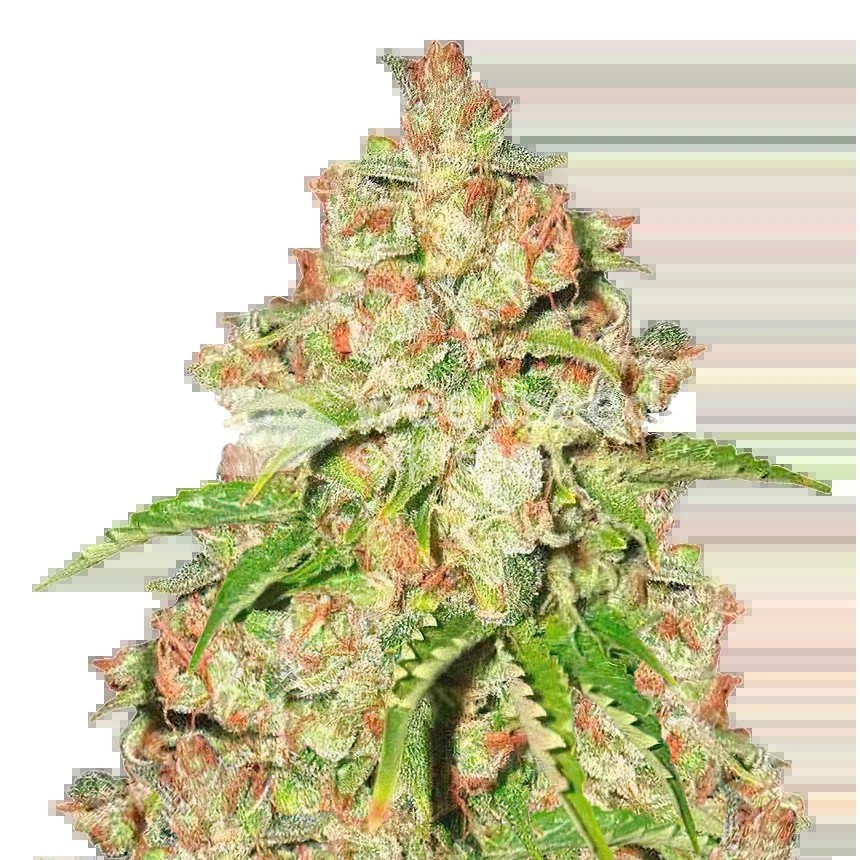 Agent Orange Seeds