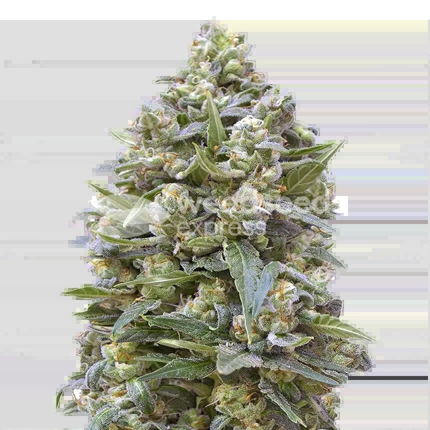 Alaskan Thunder Fuck Seeds