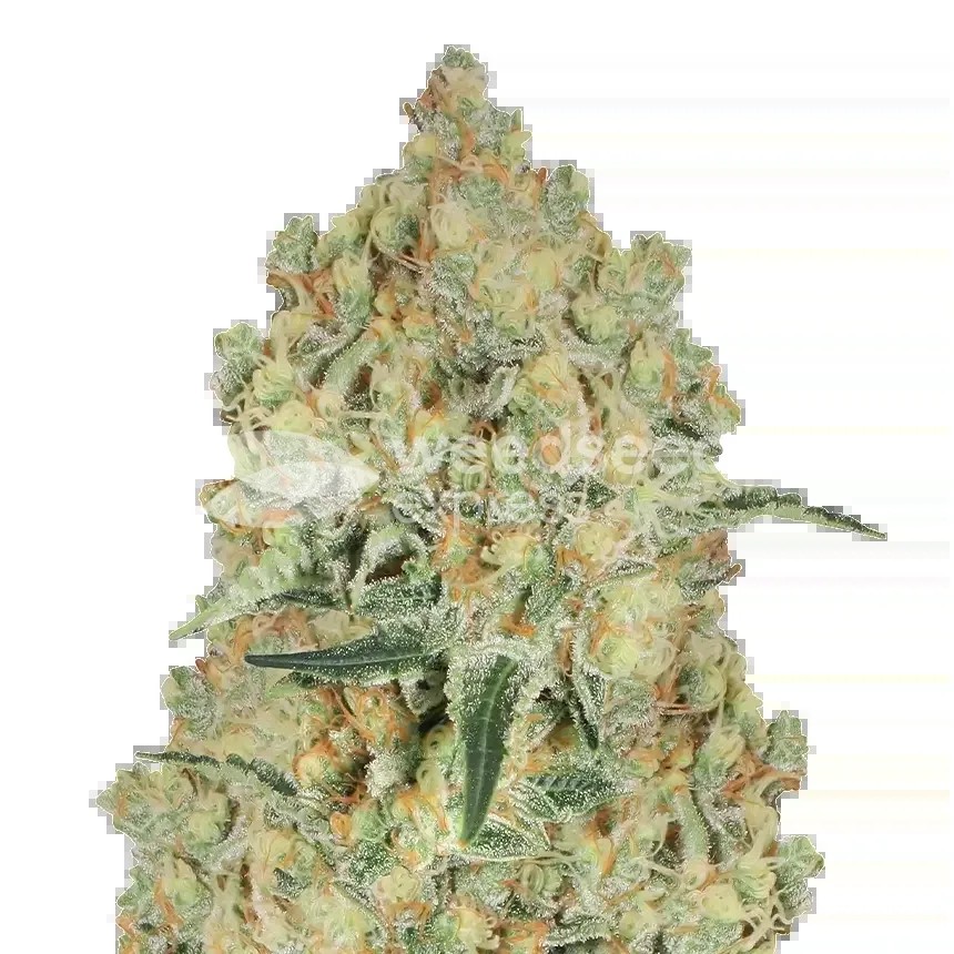 Alien OG Seeds