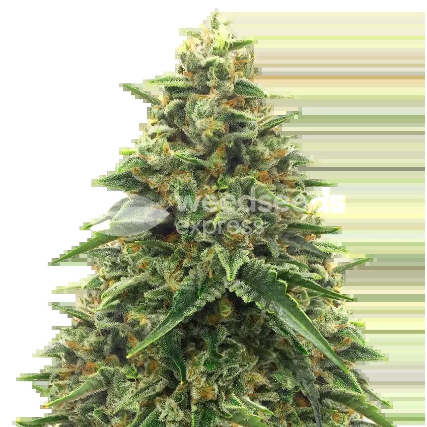Alpine Star CBD Seeds