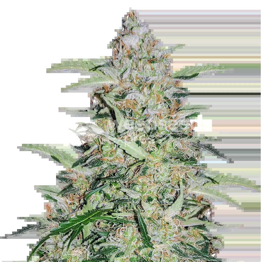 American Patriot Seeds