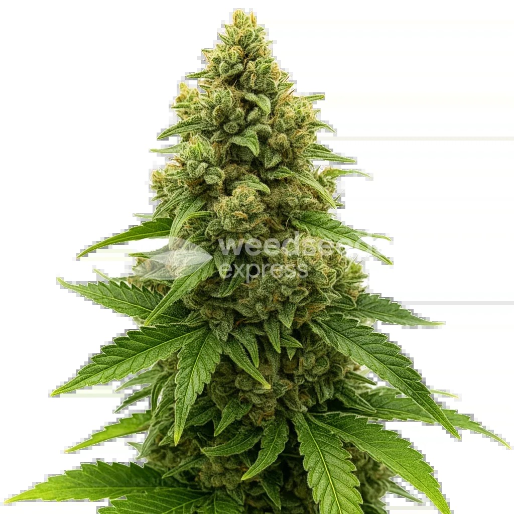 Amnesia Auto Seeds