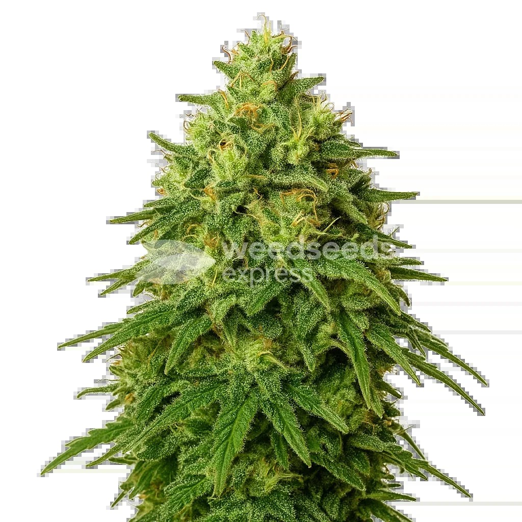 Amnesia Haze Auto Seeds