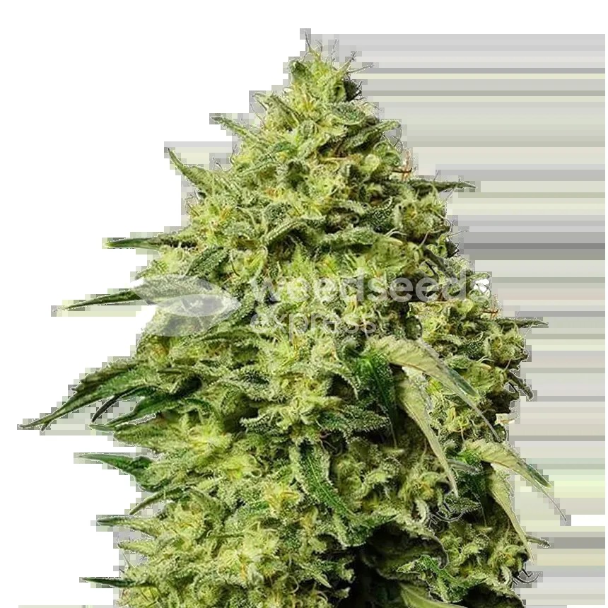 Amnesia Haze Seeds