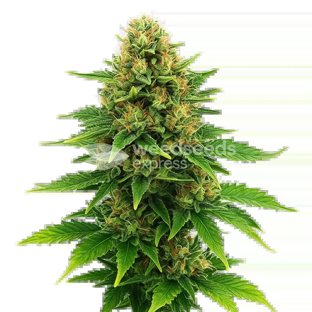 Amnesia Haze x Blueberry Auto Seeds