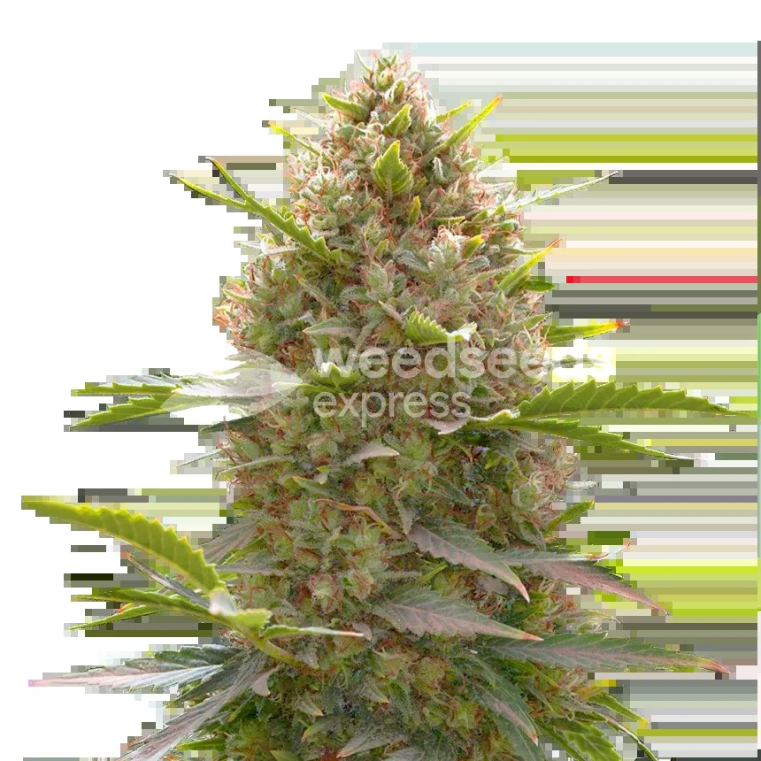 Amnesia Haze x White Widow Seeds
