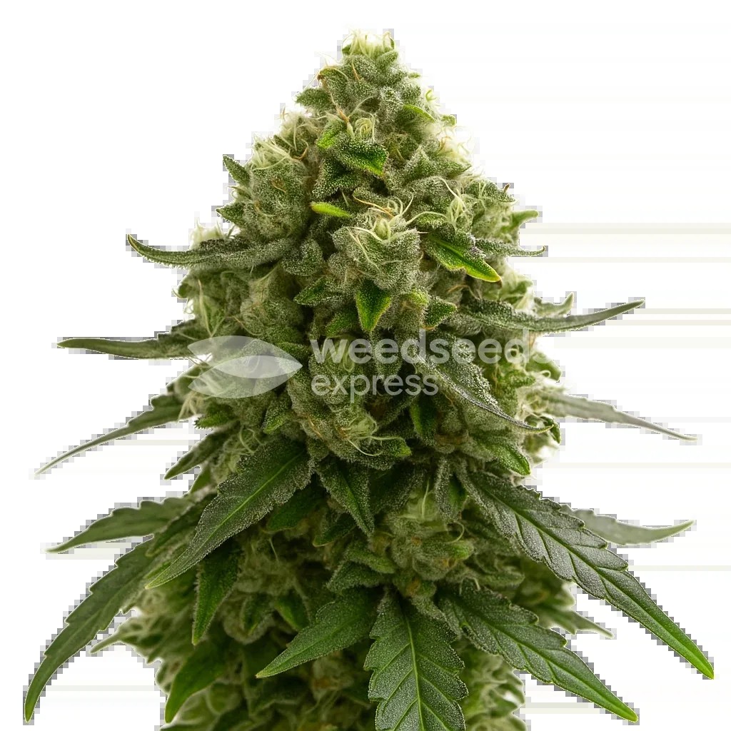 Amnesia Kush Auto Seeds