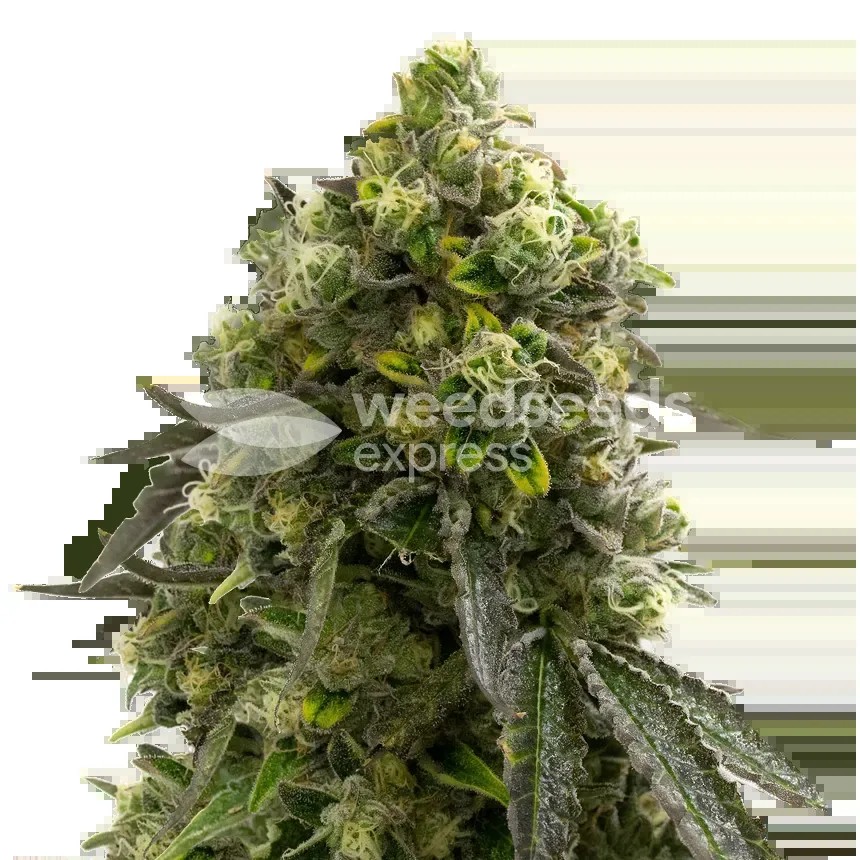 Amnesia Kush Seeds