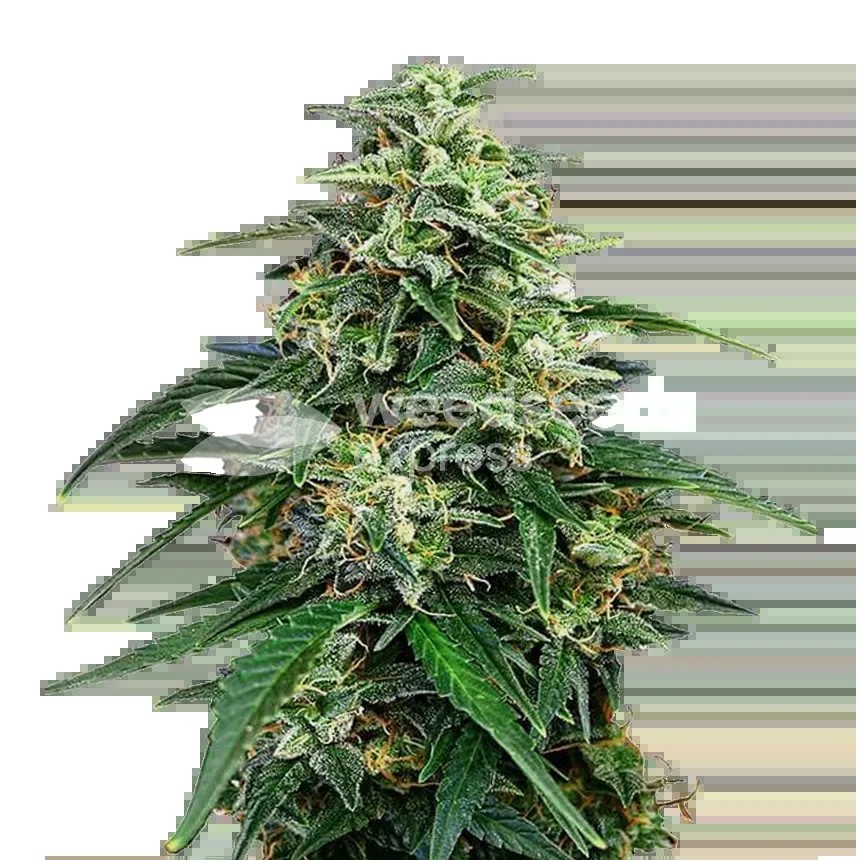 Amnesia Lemon Kush Seeds