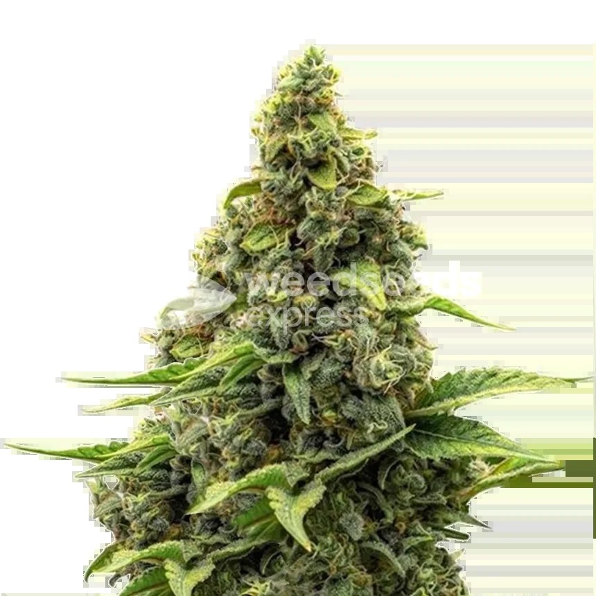 Amnesia Seeds