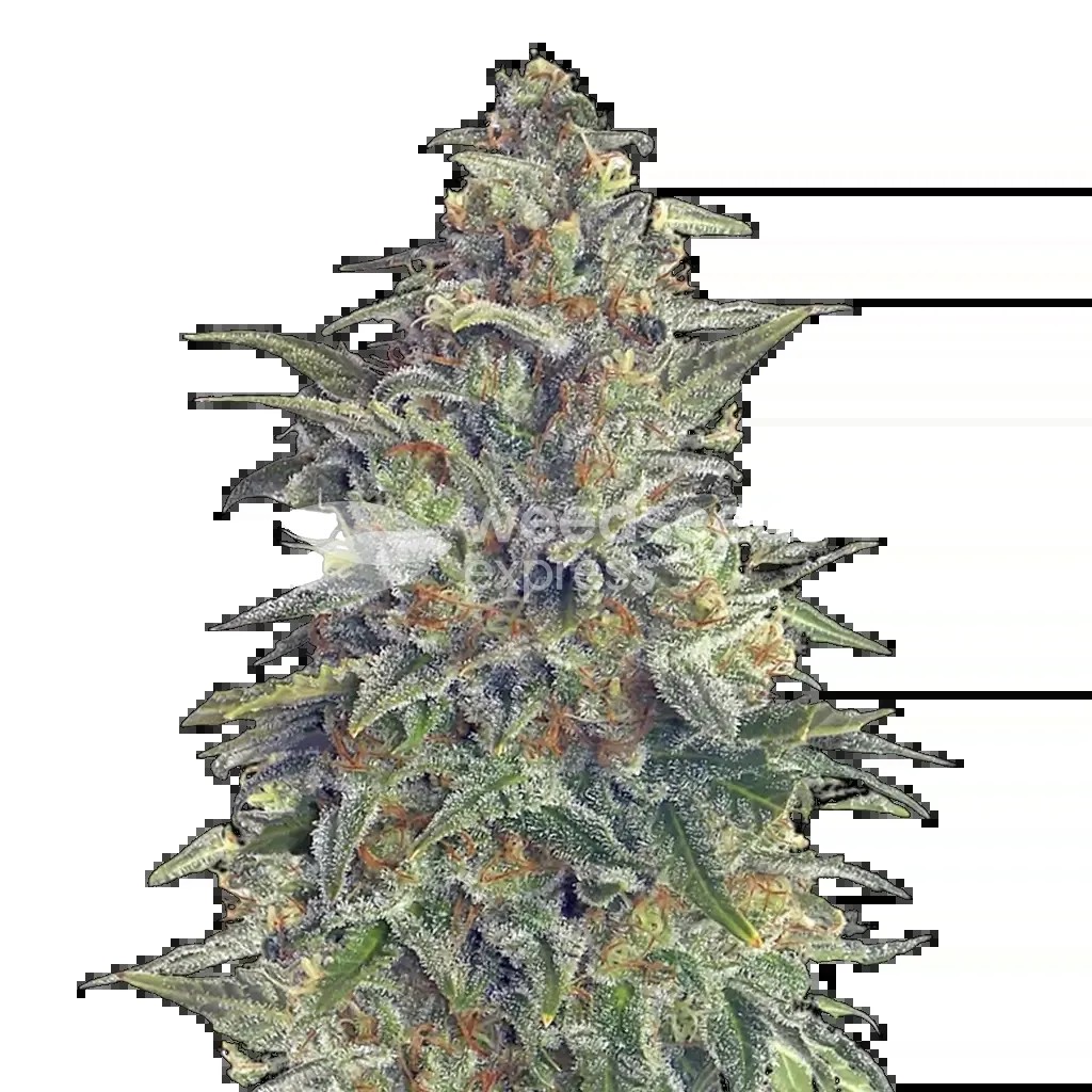 Animal Cookies Seeds
