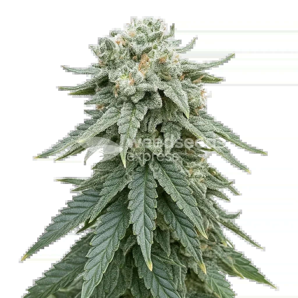 Animal Face Auto Seeds