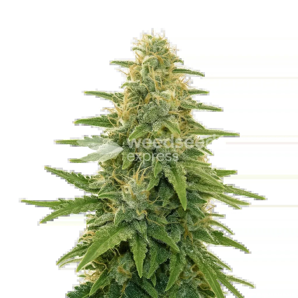 Apple Fritter Auto Seeds