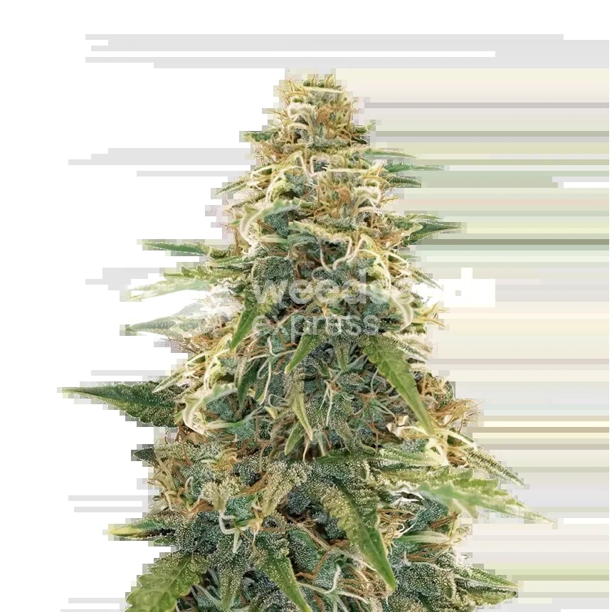 Apple Fritter Seeds