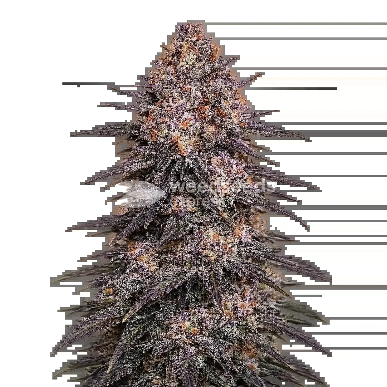 Archive Runtz Seeds