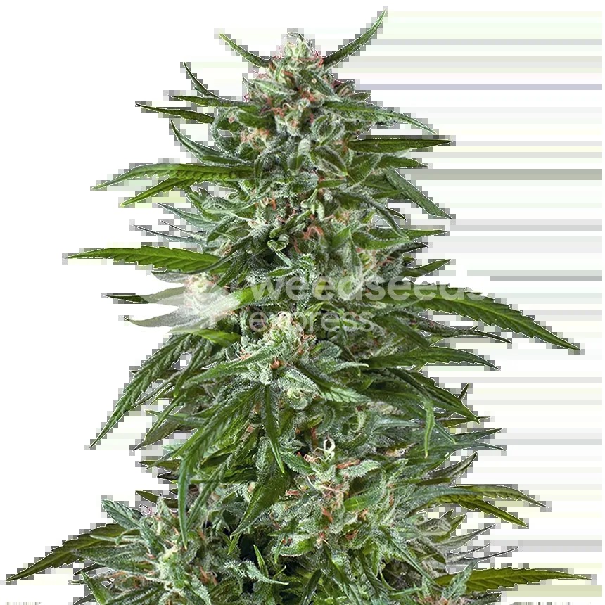 Aspirin OG Seeds