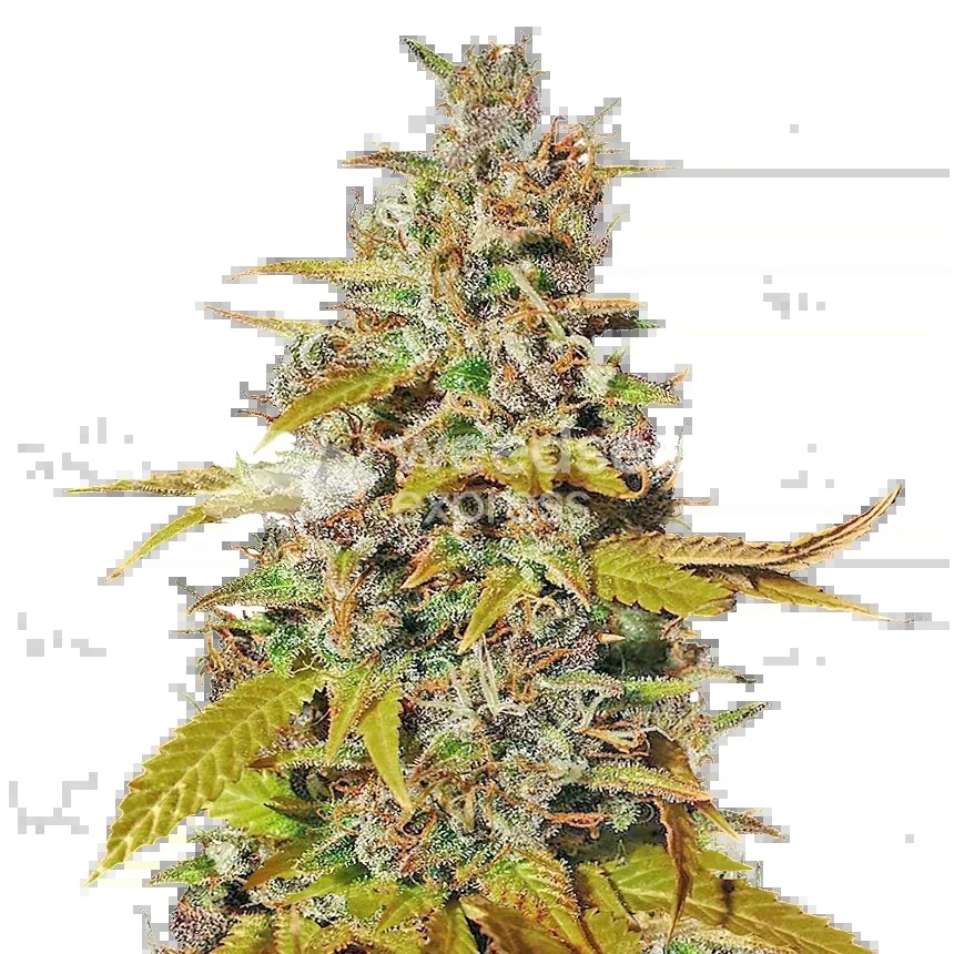 Australian Gold Seeds