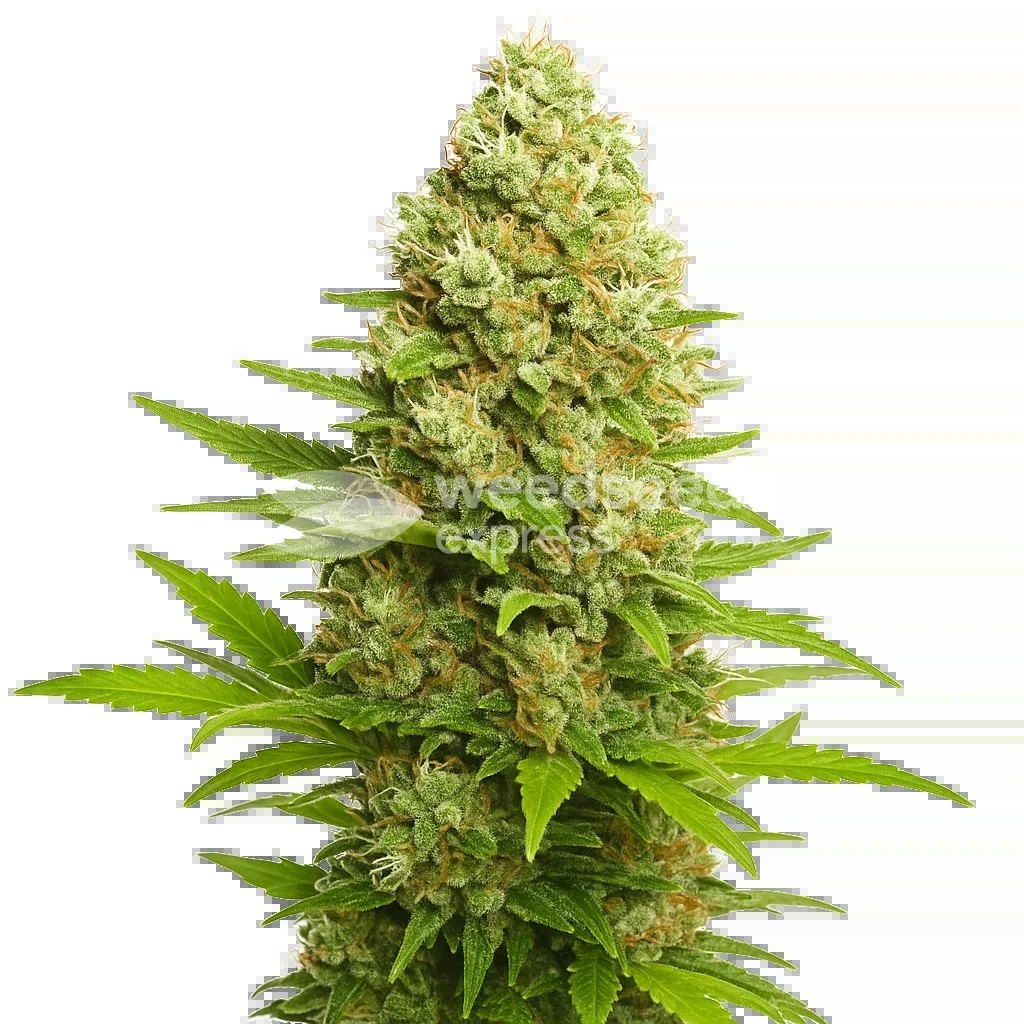 Banana Kush Auto Seeds