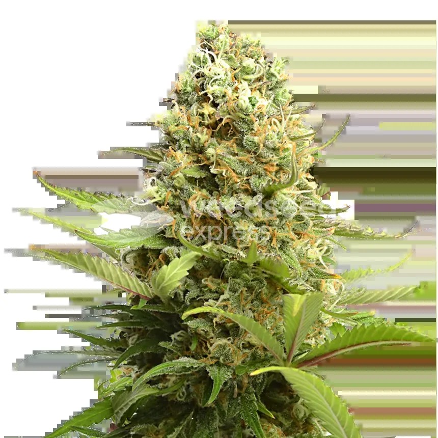 Banana Kush Seeds